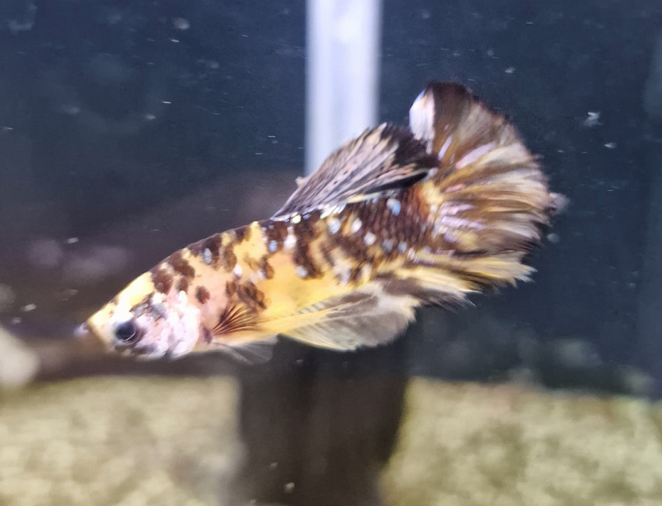 Hand Selected Plakat Male Betta No.3