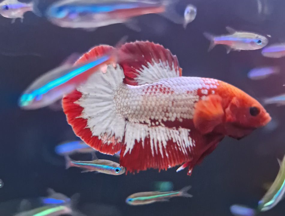 Red/Black Star Plakat Male Betta No.4