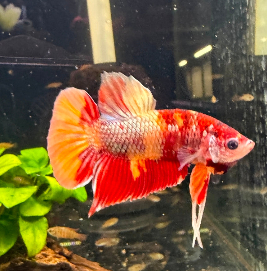 Thailand Plakat Male Betta No.5