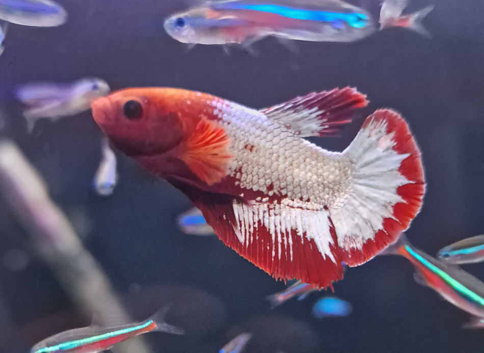 Red/Black Star Plakat Male Betta No.4