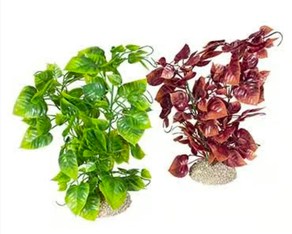 AD anubias Nana 25cm
