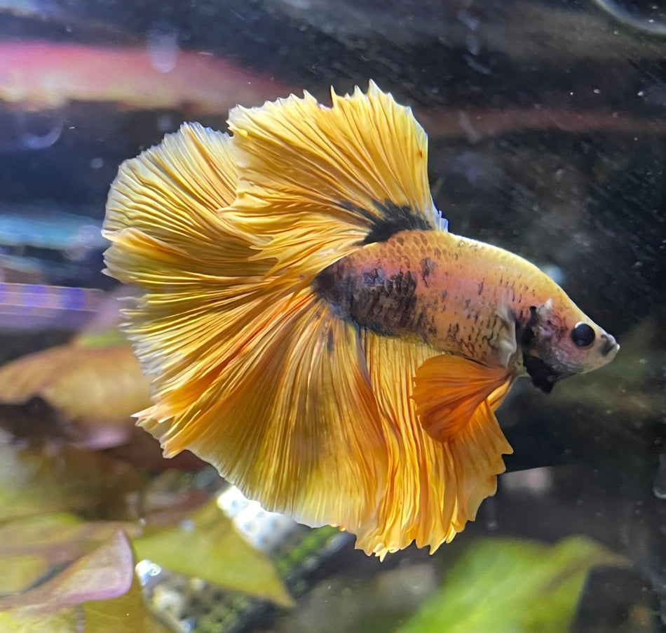 Thailand Half moon male Betta No. 7