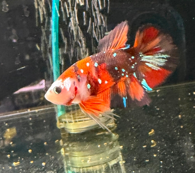 Thailand Plakat Male Betta No.1