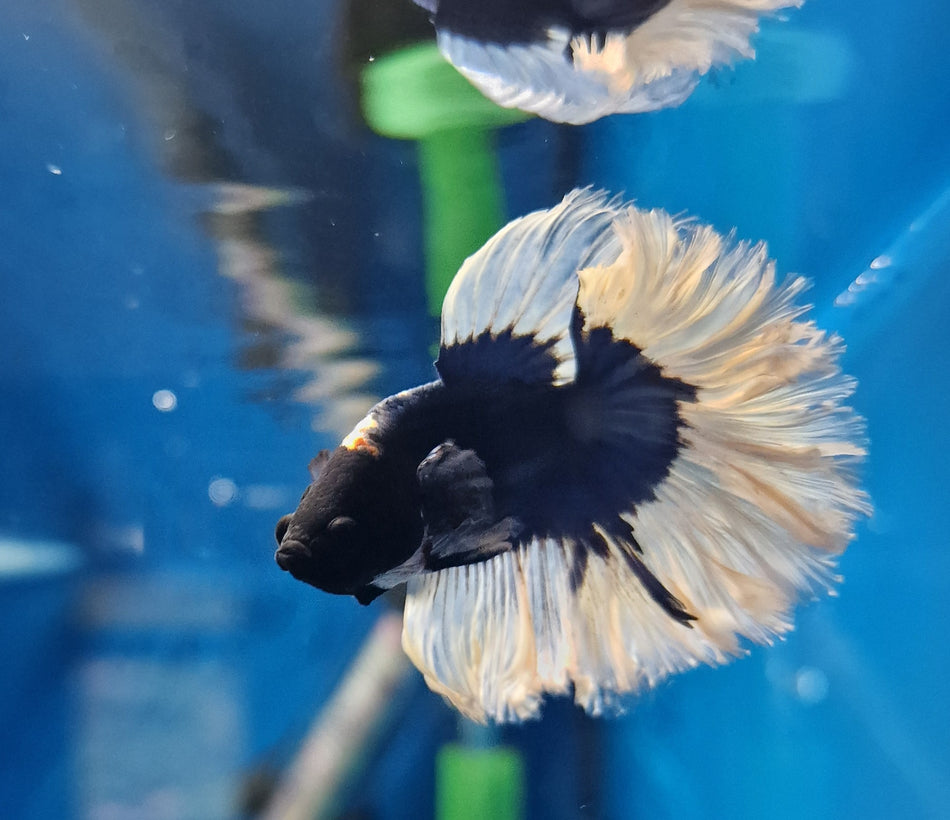 Butterfly Half moon Male Bette No.10