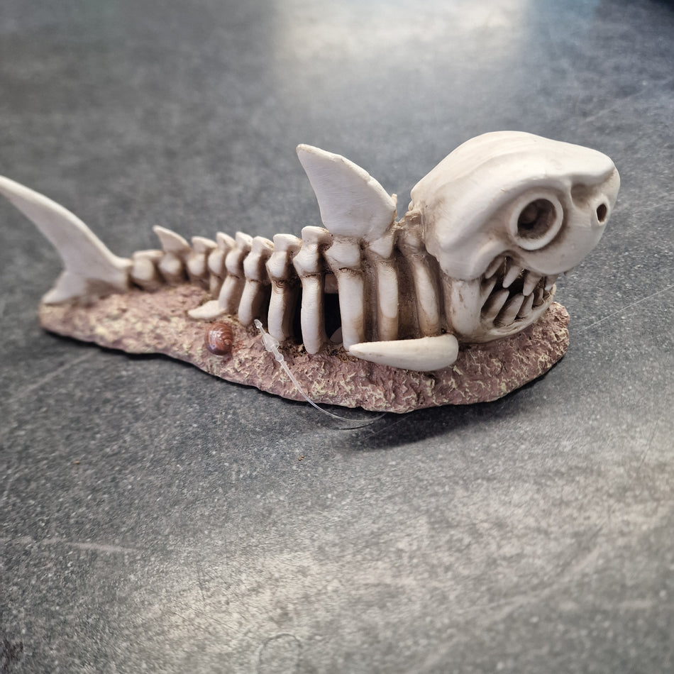 Betta Shark Skeleton