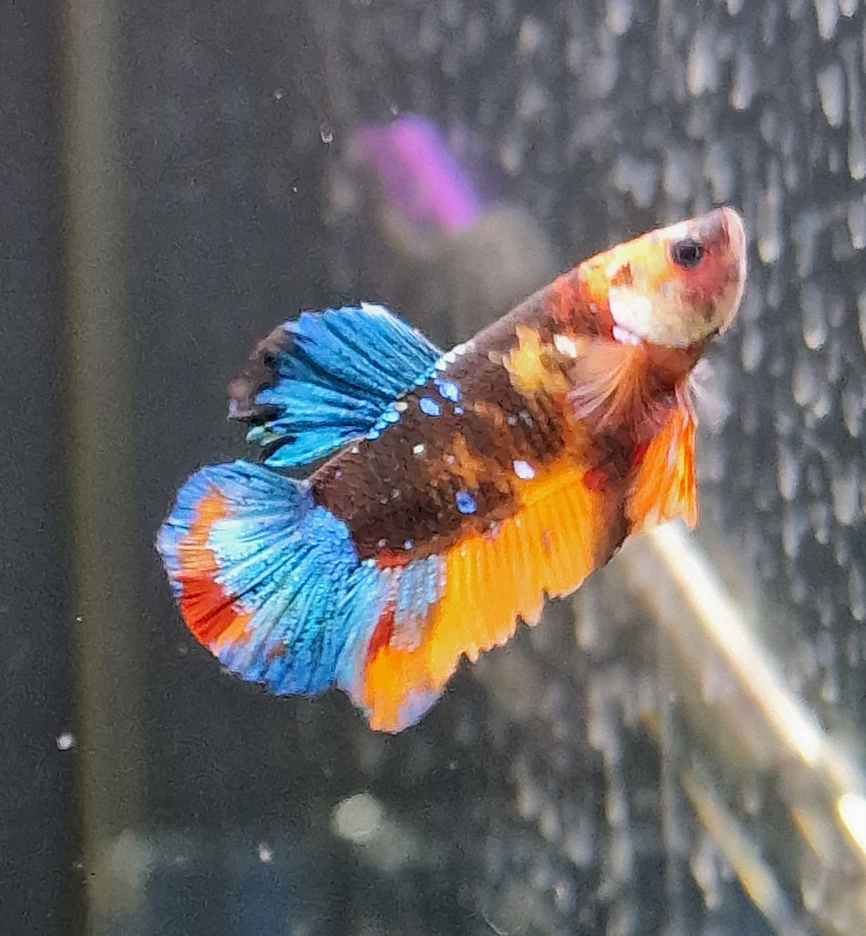 Thailand Plakat Male Betta No.3