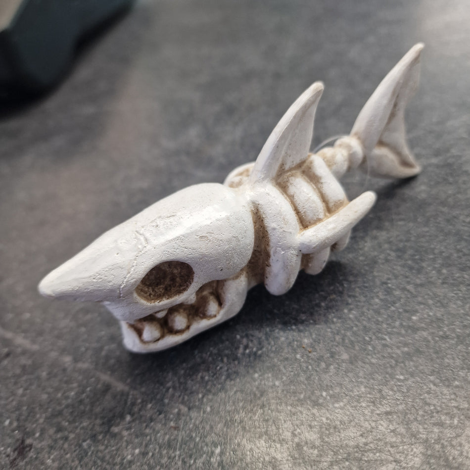 Small Shark Skeleton