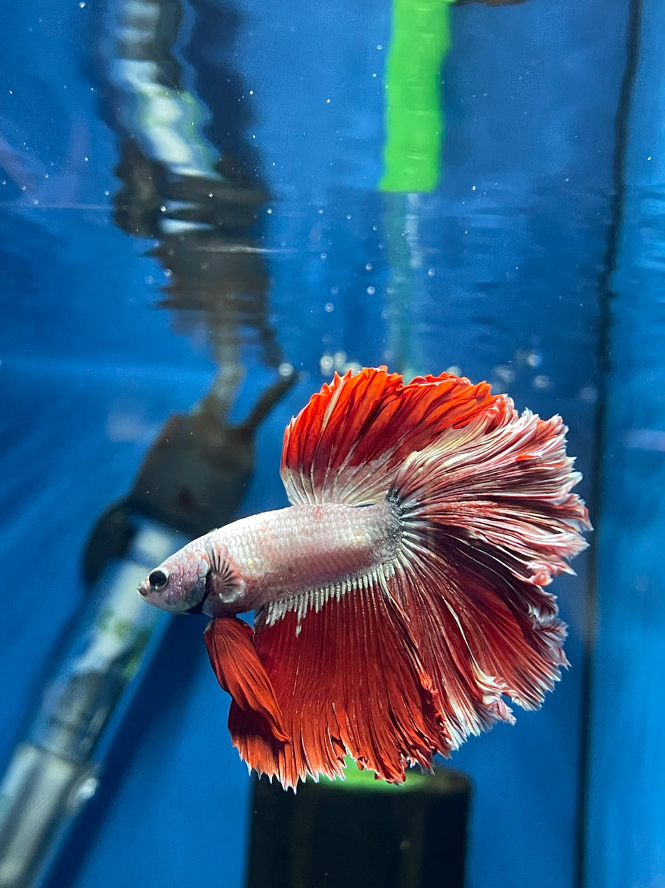 Thailand Halfmoon Male Betta No.6