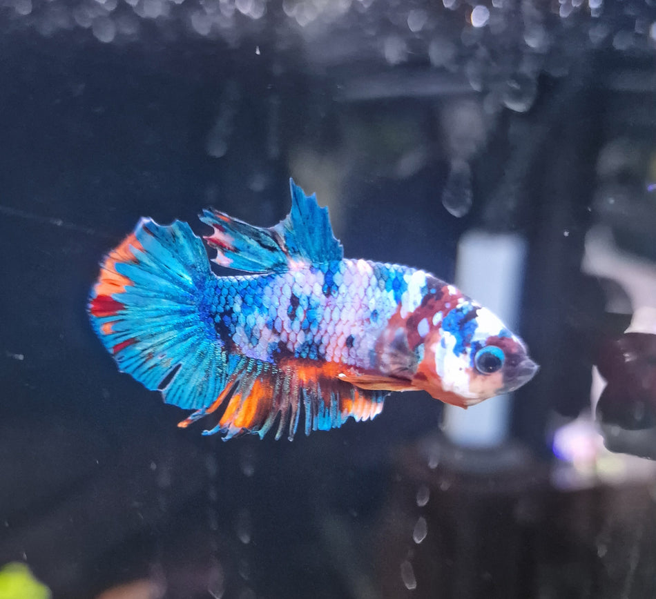 Thailand Plakat Male Betta No.5