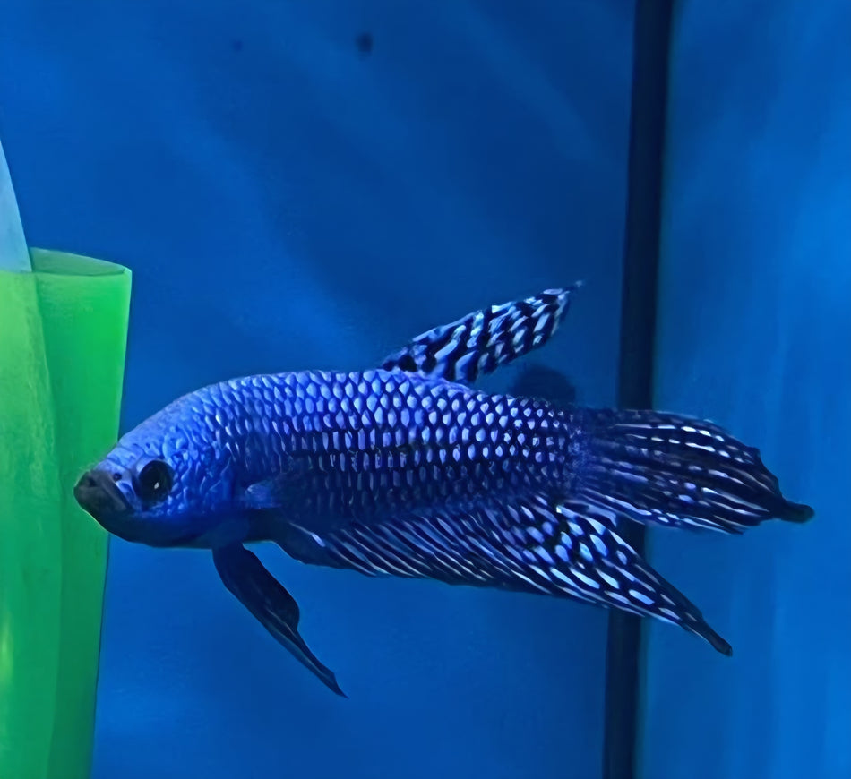 Alien Male Betta No.1