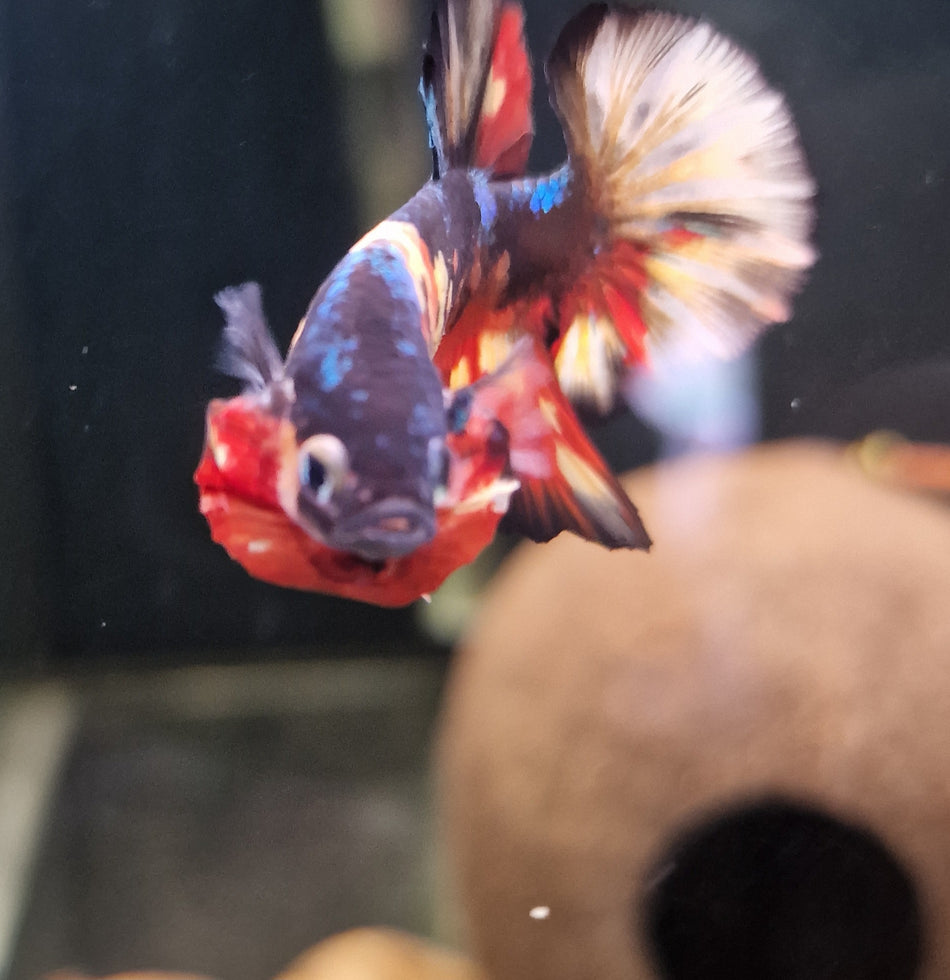 Hand selected Plakat Male Betta No.2