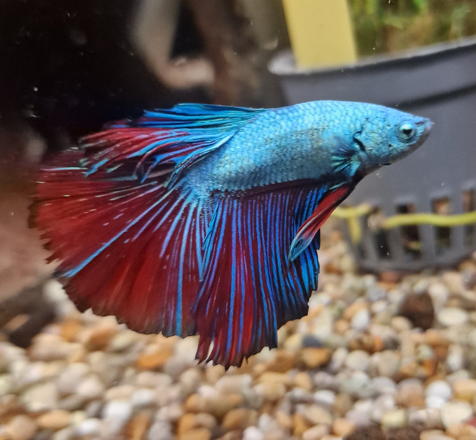 Thailand Halfmoon Male Betta No.3