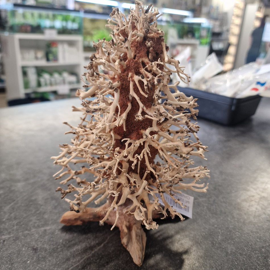 Christmas Tree Wood Med Pc 15x20x15cm