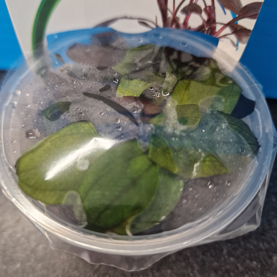 Echinodorus Reni Invitro Aqua Fleur