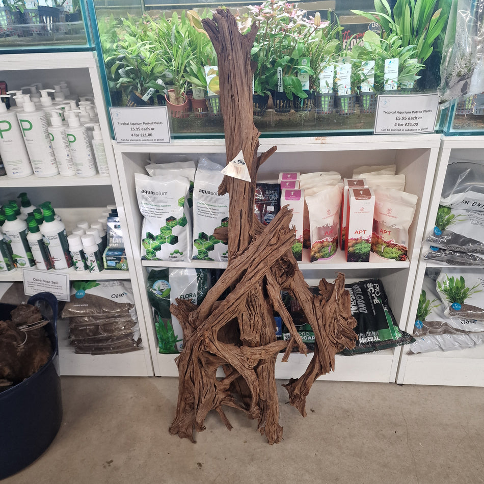 Jumbo Mangrove root