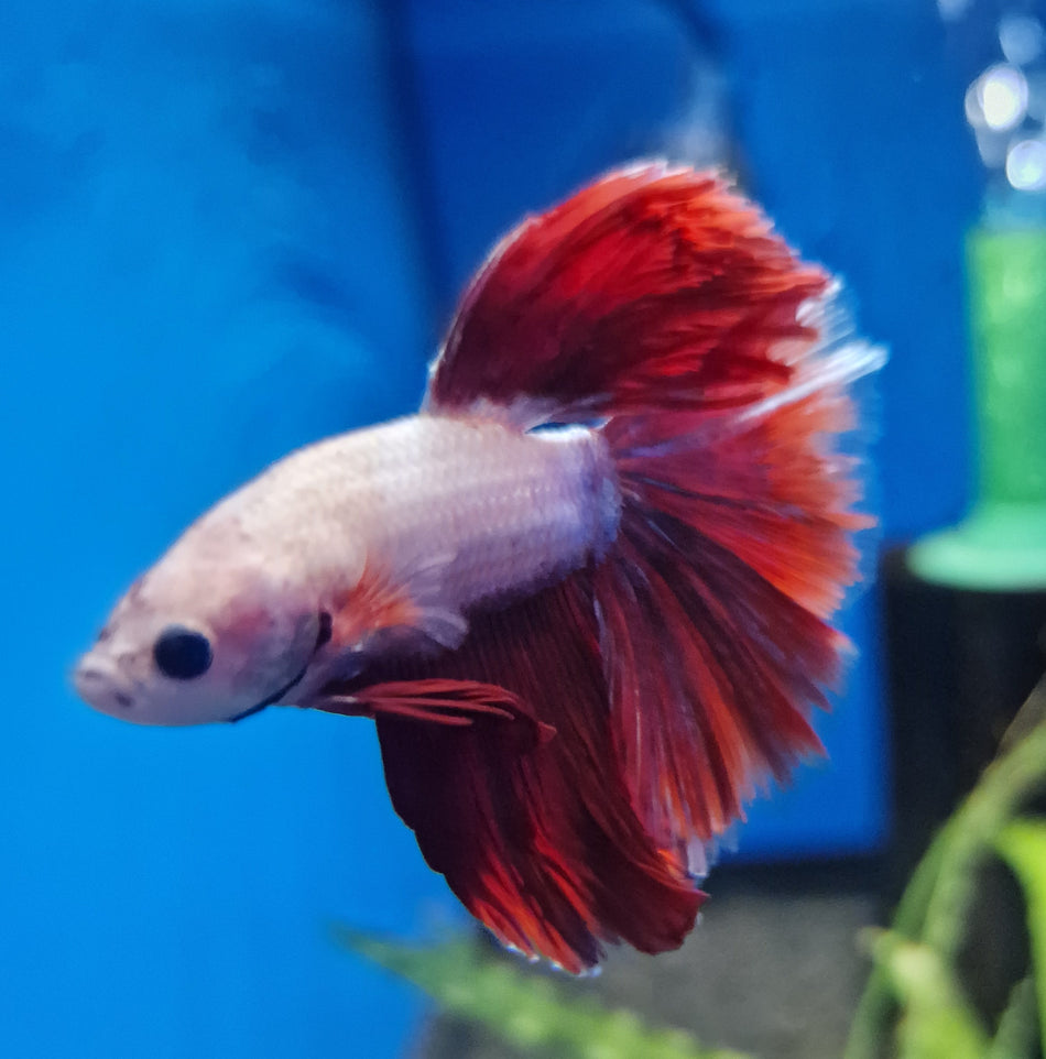 Thailand Halfmoon Male Betta No.17