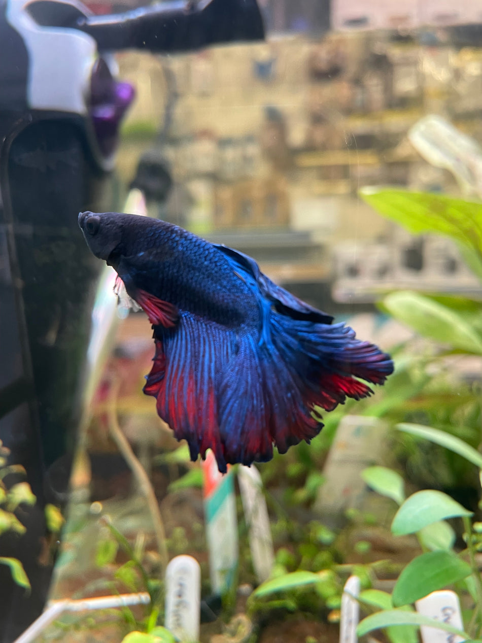 Thailand Halfmoon Male Betta No.5