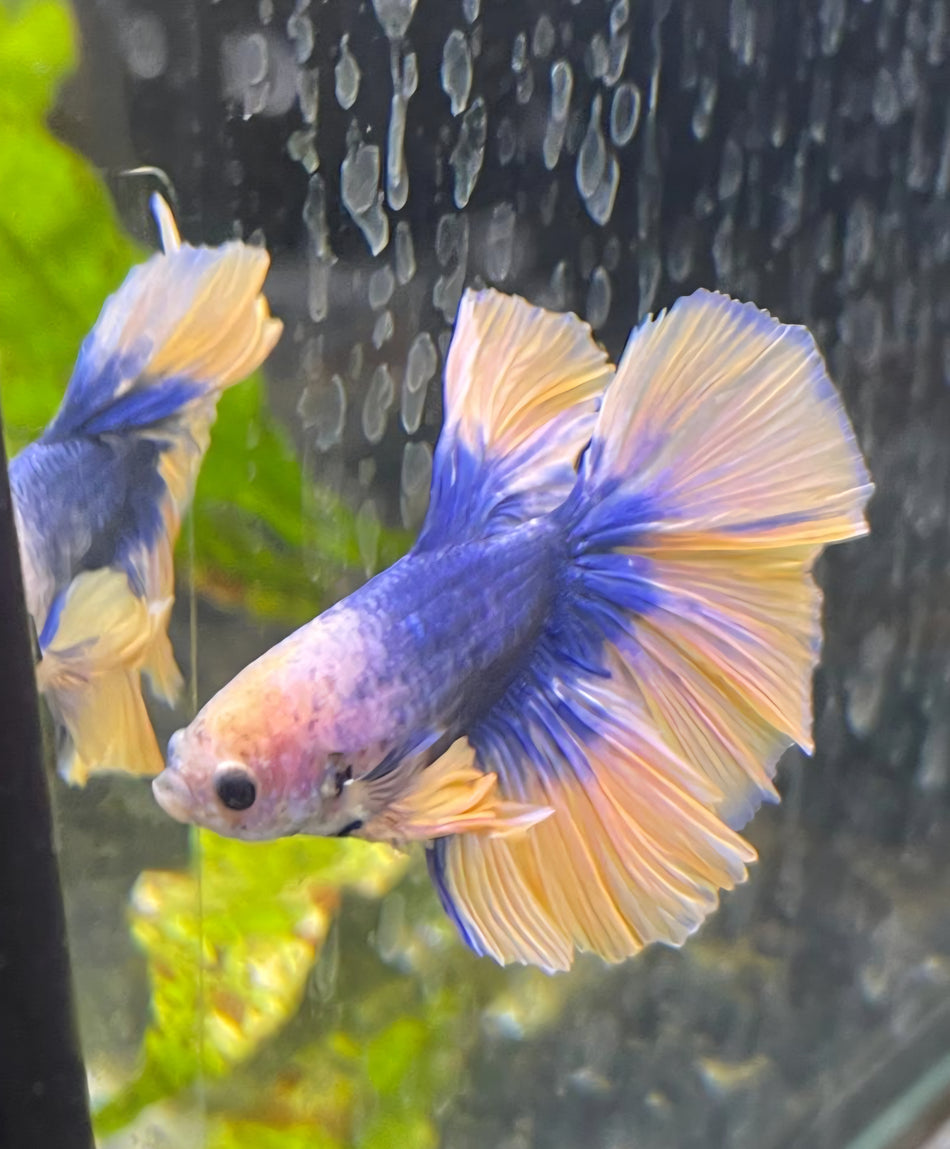 Thailand Half moon Male Betta No.10
