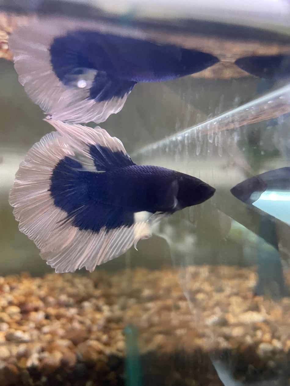 Butterfly half moon male Betta No.9