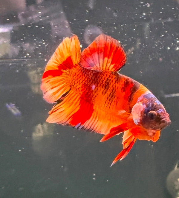 Thailand Plakat Male Betta No.3