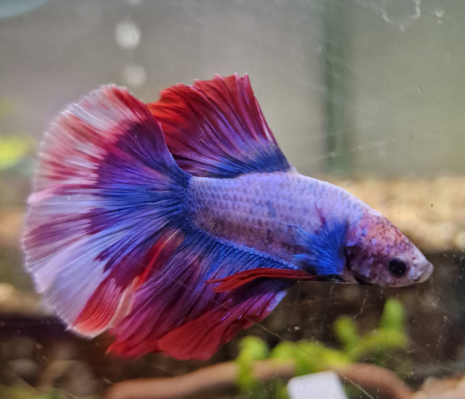 Thailand Half moon Male Betta No.12
