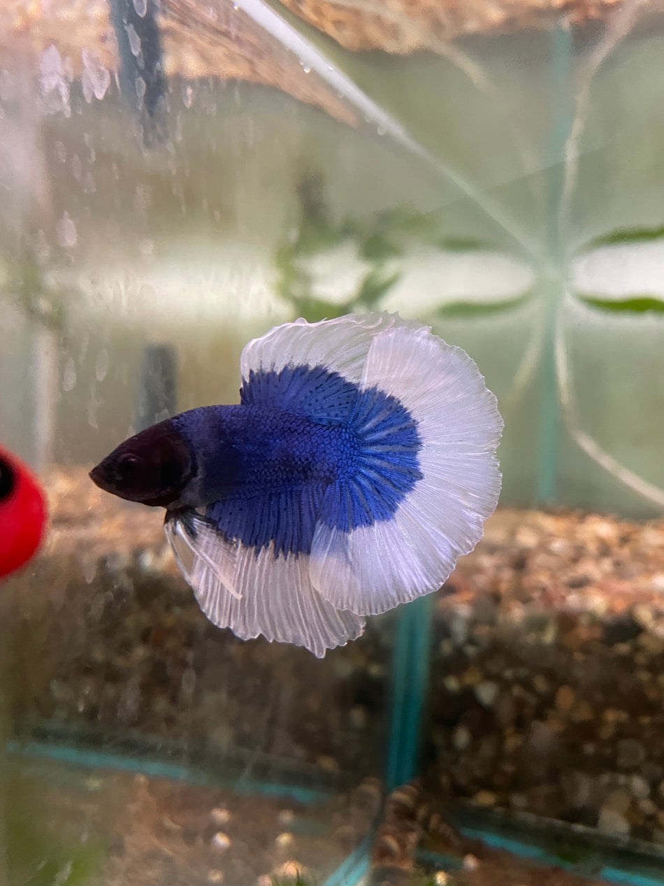 Butterfly half moon male Betta No.9