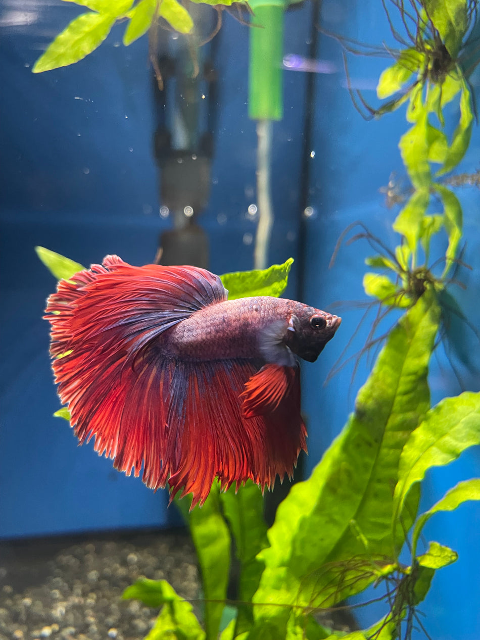 Thailand Half moon male Betta No.8