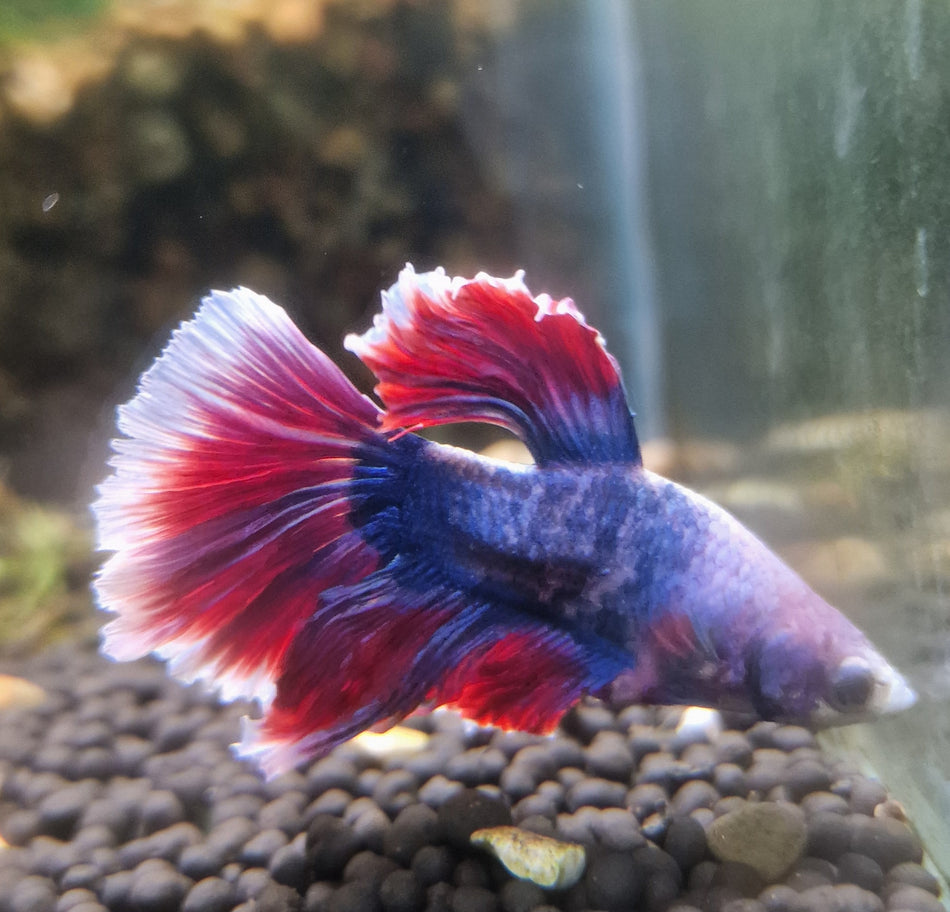 Thailand half moon Male Betta No.11