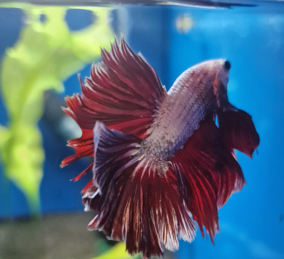 Thailand Halfmoon Male Betta No.16