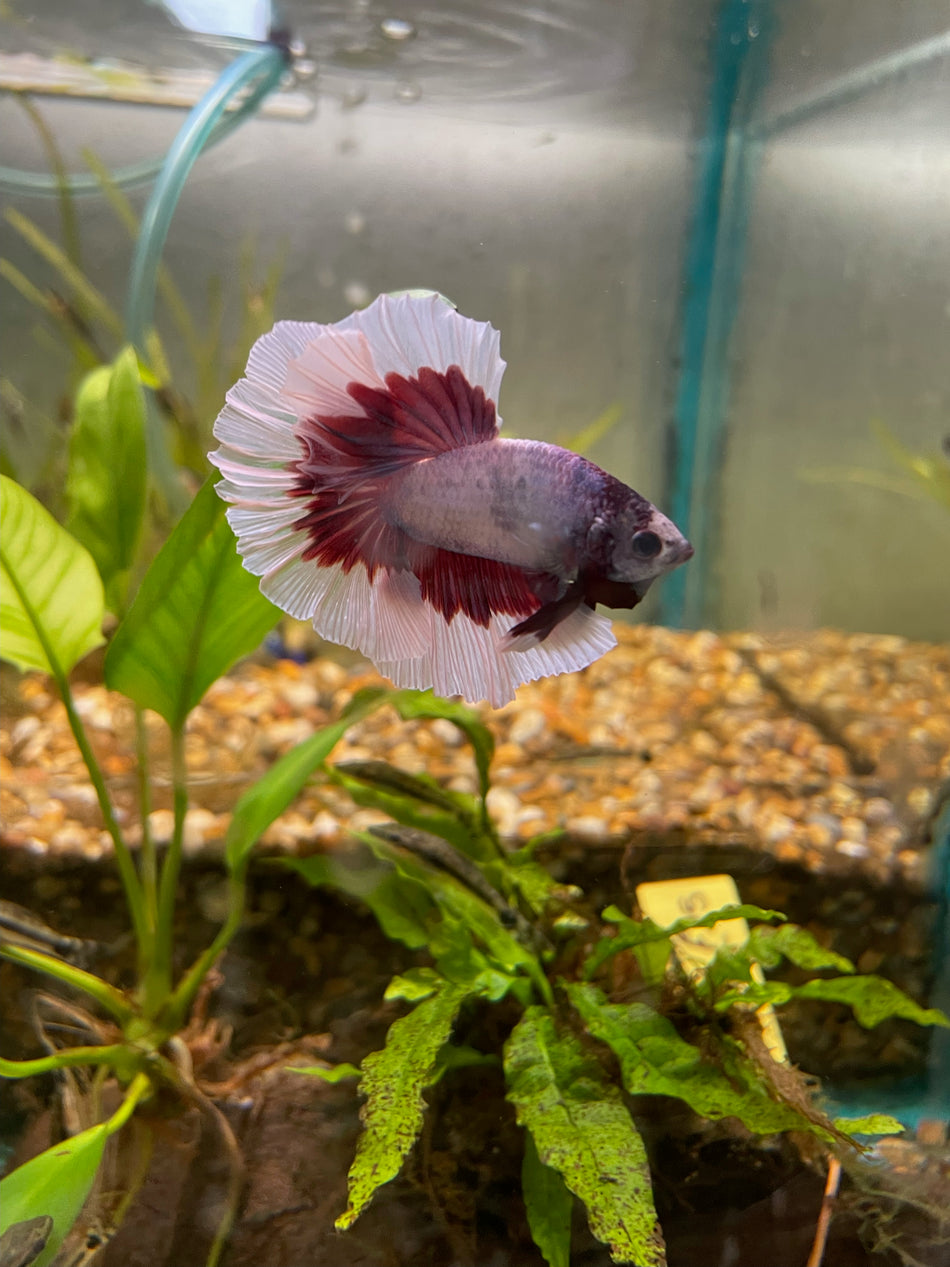 Butterfly half moon male Betta No.6
