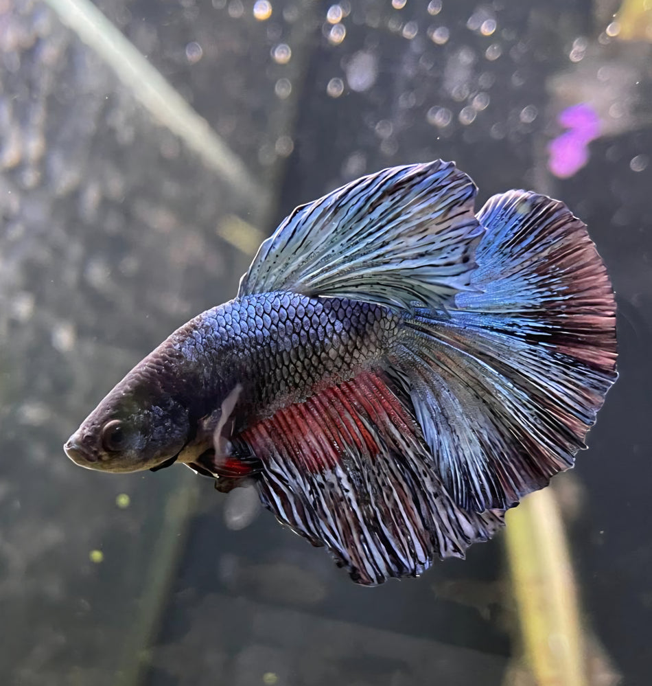 Thailand Halfmoon Male Betta No.1