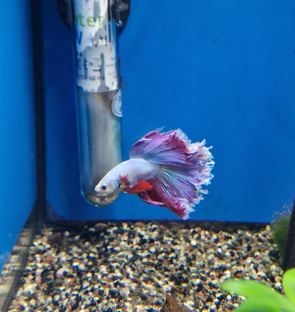 Thailand Halfmoon Male Betta No.18