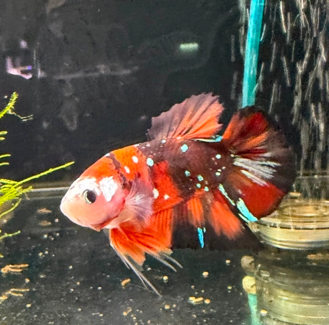 Thailand Plakat Male Betta No.1