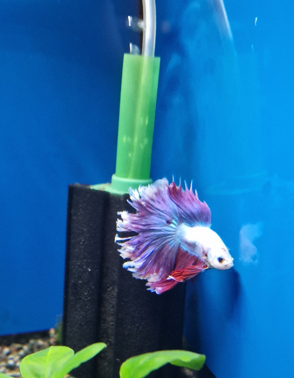 Thailand Halfmoon Male Betta No.18
