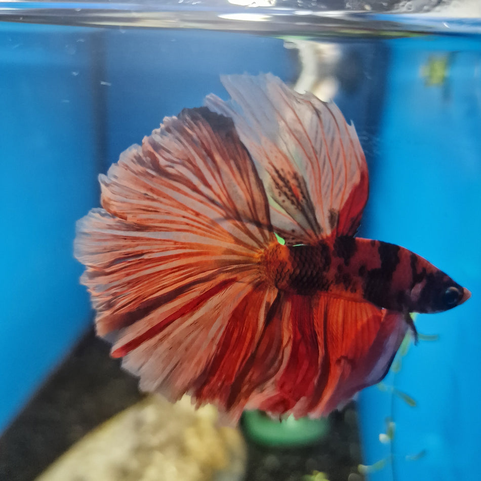 Thailand Halfmoon Male Betta No.15