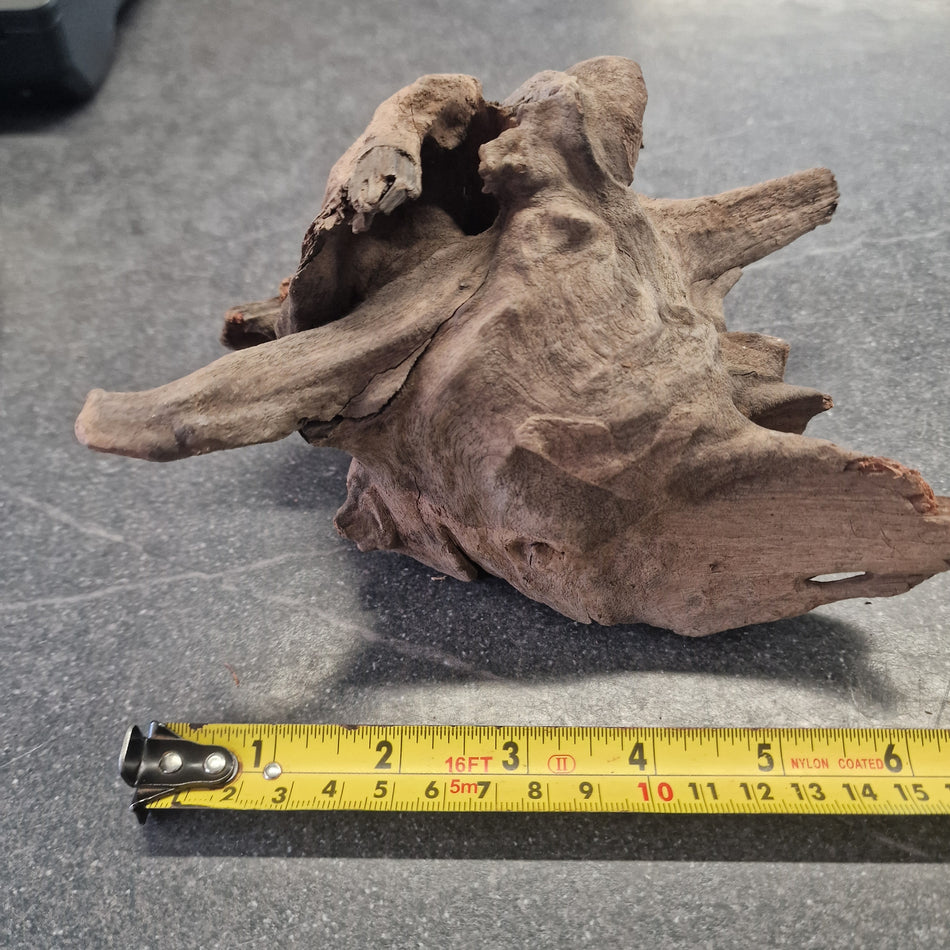 Selected Corbo Root No.5