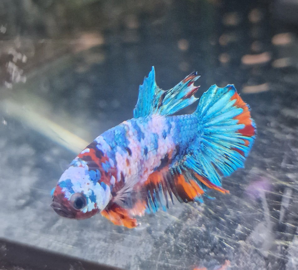 Thailand Plakat Male Betta No.5