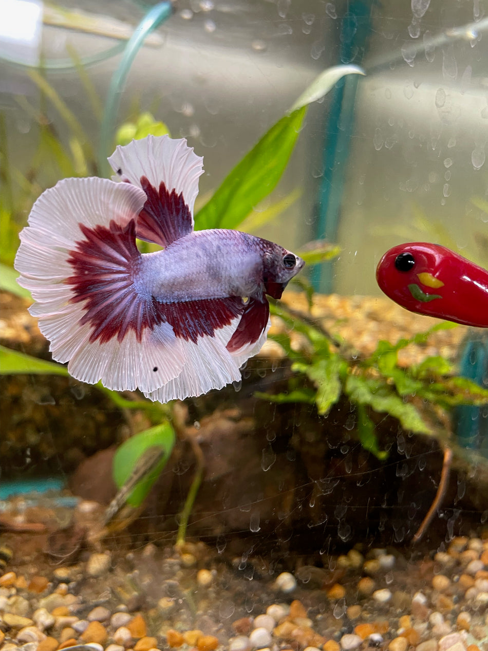 Butterfly half moon male Betta No.6