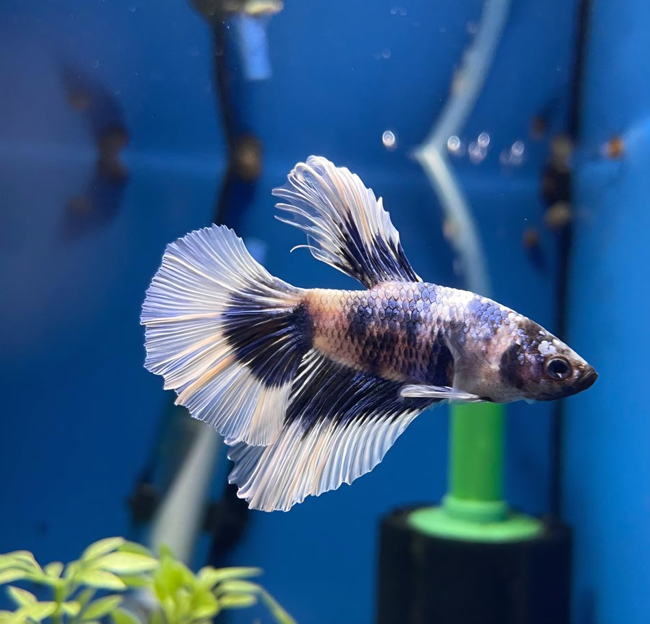 Butterfly Half moon Male Betta No.4