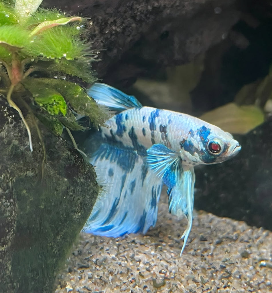 Thailand Halfmoon Male Betta No.4