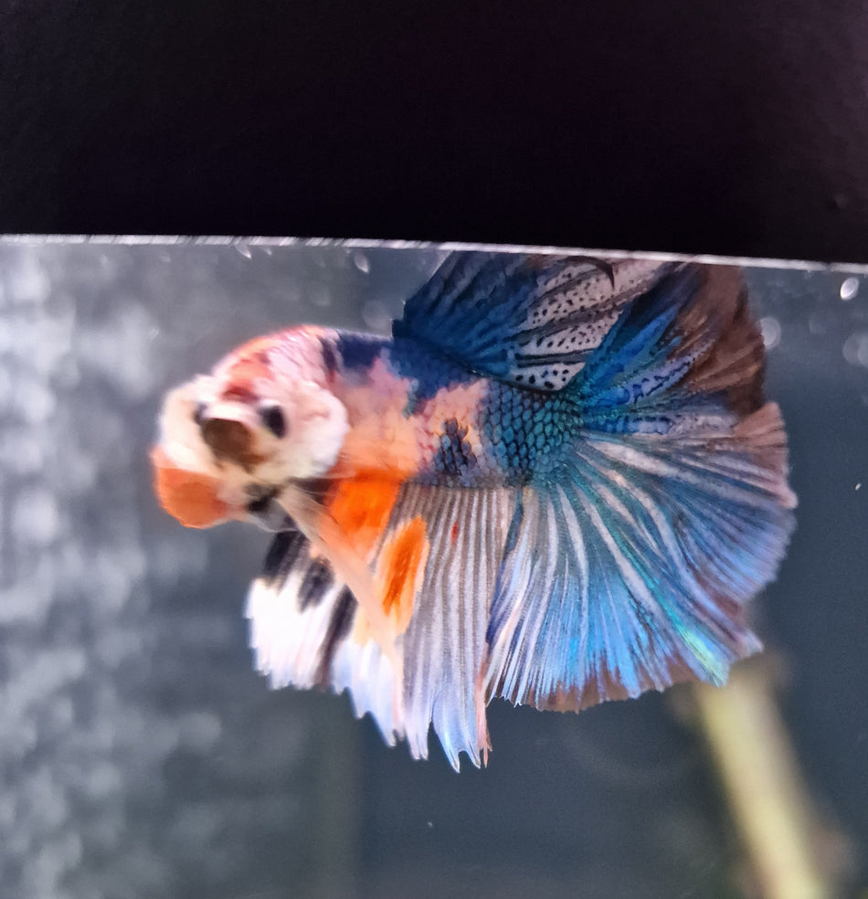 Thailand half moon Male Betta No.9