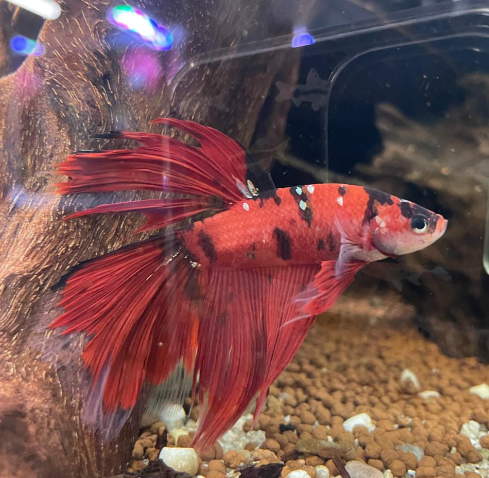 Giant Halfmoon Male Betta NO.1