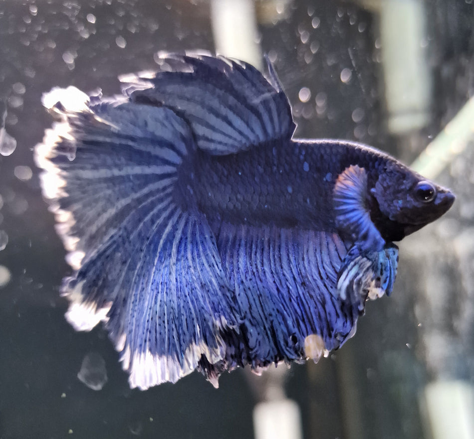 Thailand Half moon Male Betta No.12