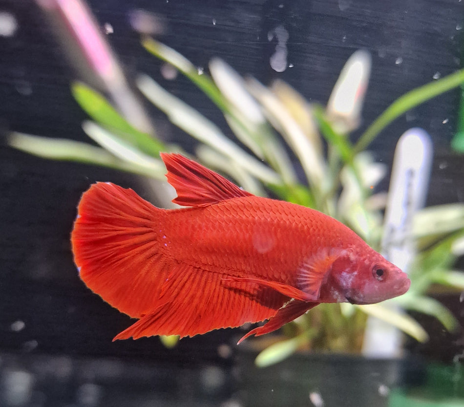 Plakat Male Betta No.2