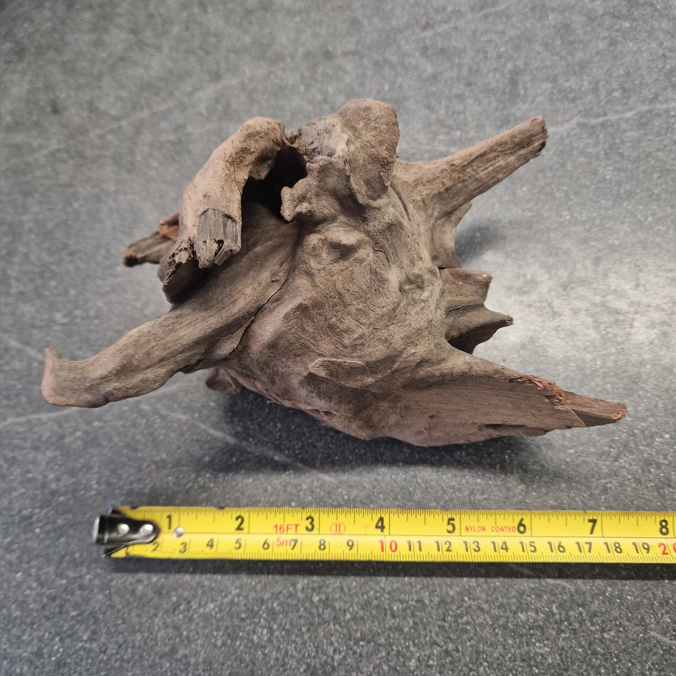 Selected Corbo Root No.5