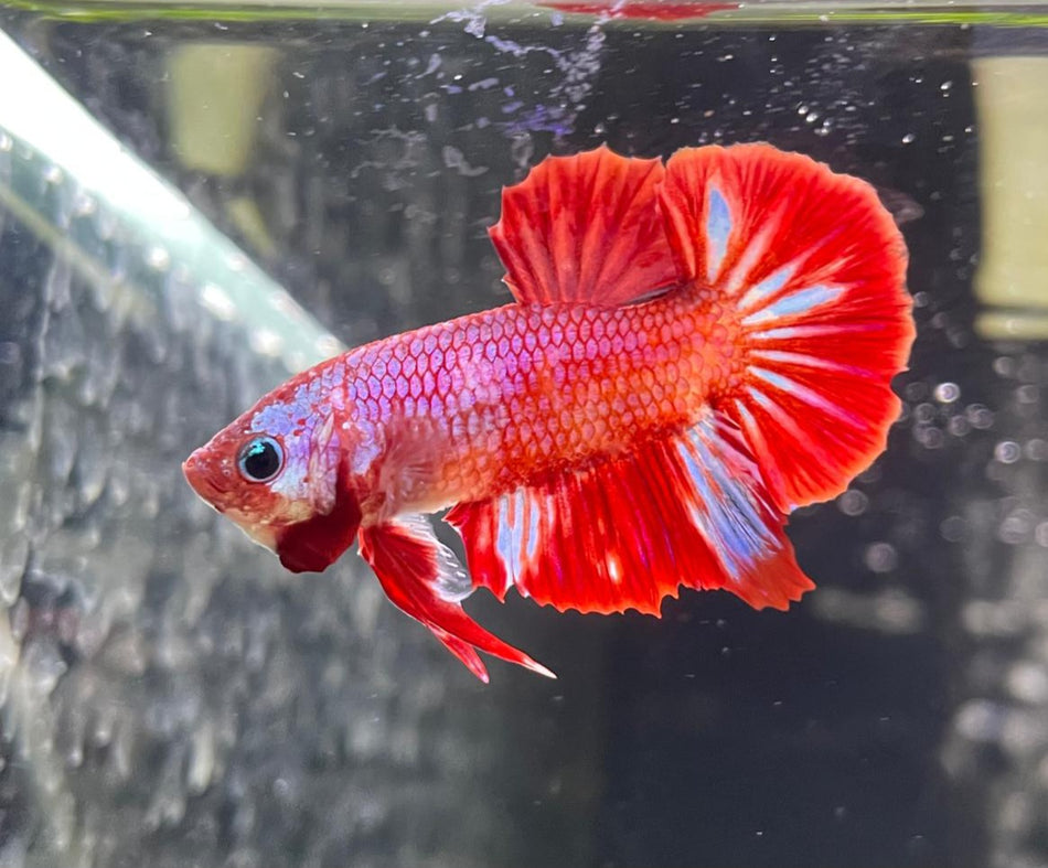 Plakat Male Betta No.3