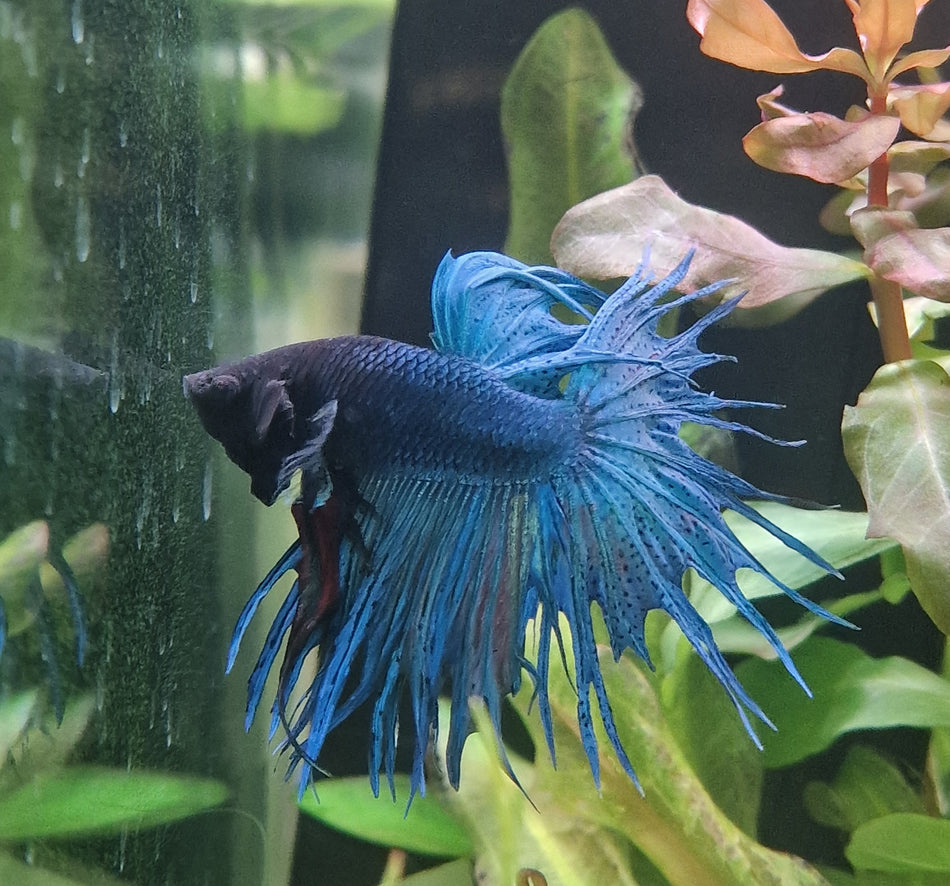 Fancy Crowntail Male Betta No.2