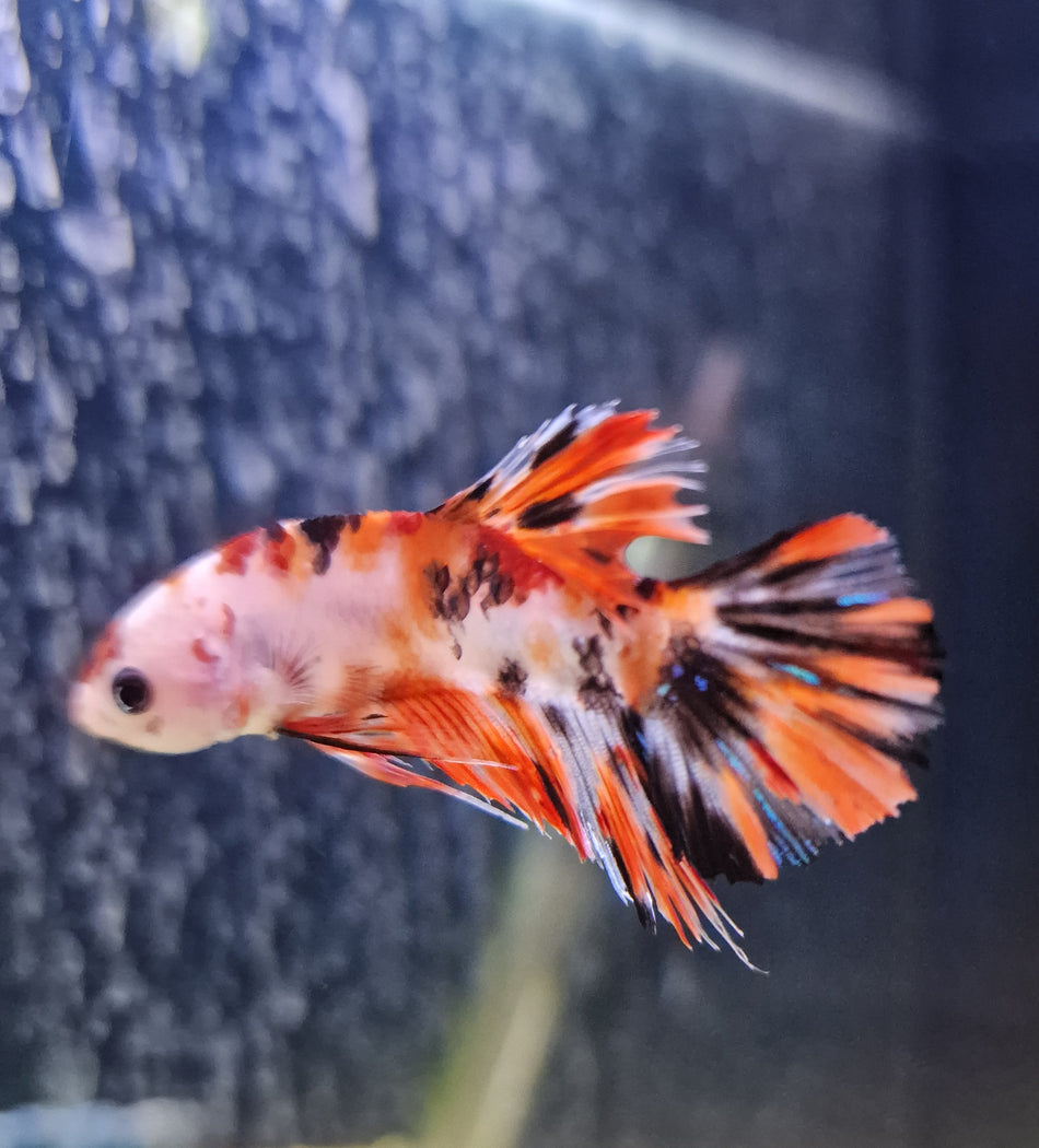 Hand selected Plakat Male Betta No.4