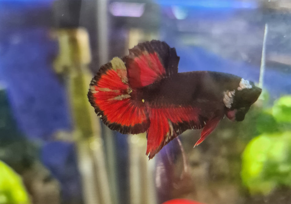 Red/Black Star Plakat Male Betta No.3