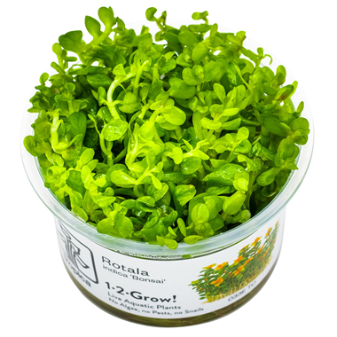 Rotala Indica Bonsai Invitro Tropica